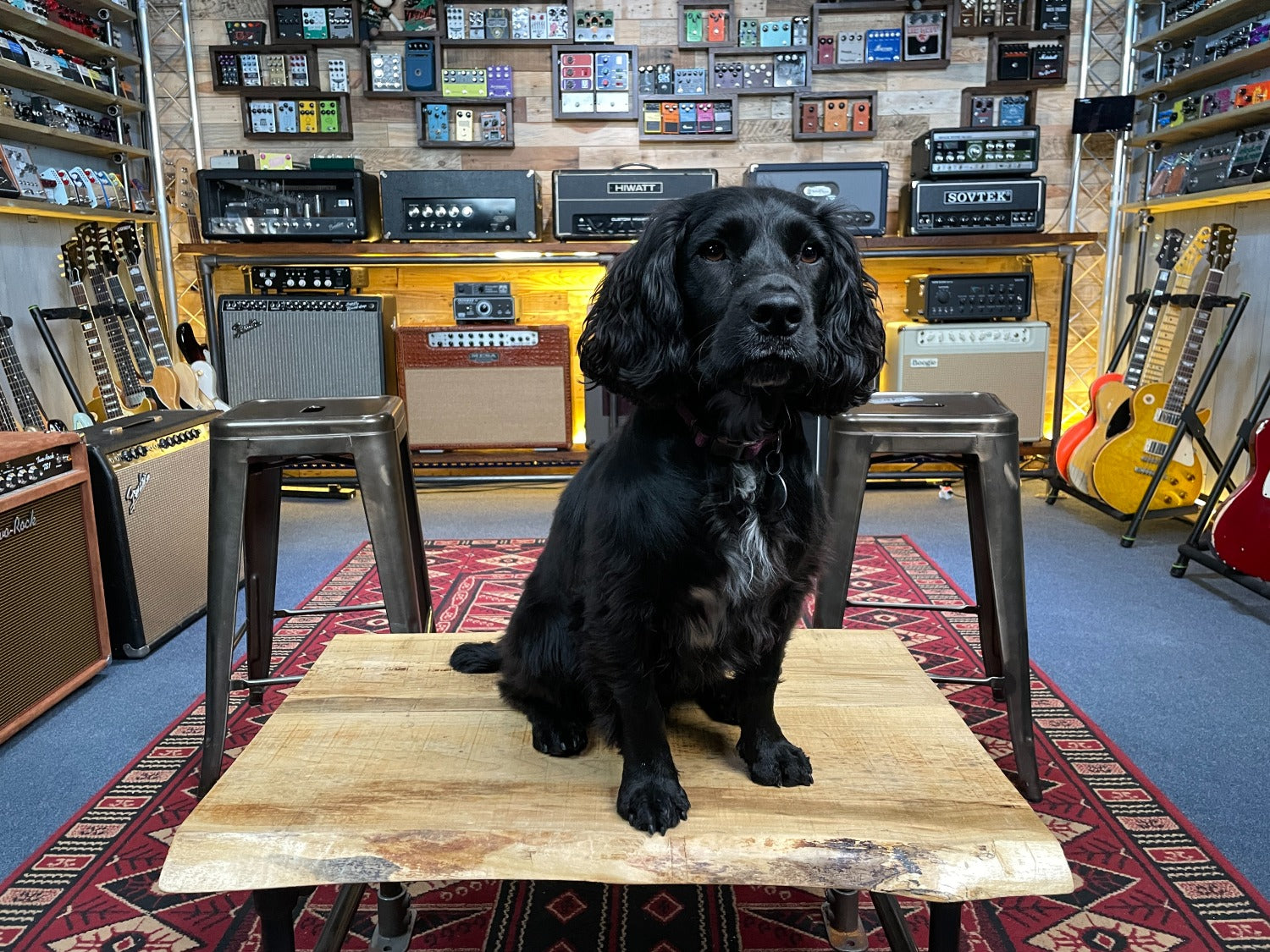 Rosie Sprocker, That Pedal Dog